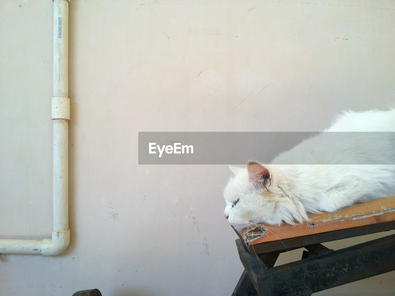 Close-up of white cat resting against wall