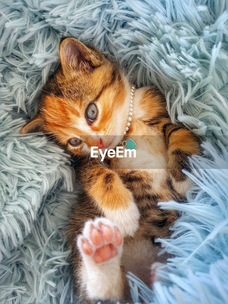 High angle portrait of cat lying on bed