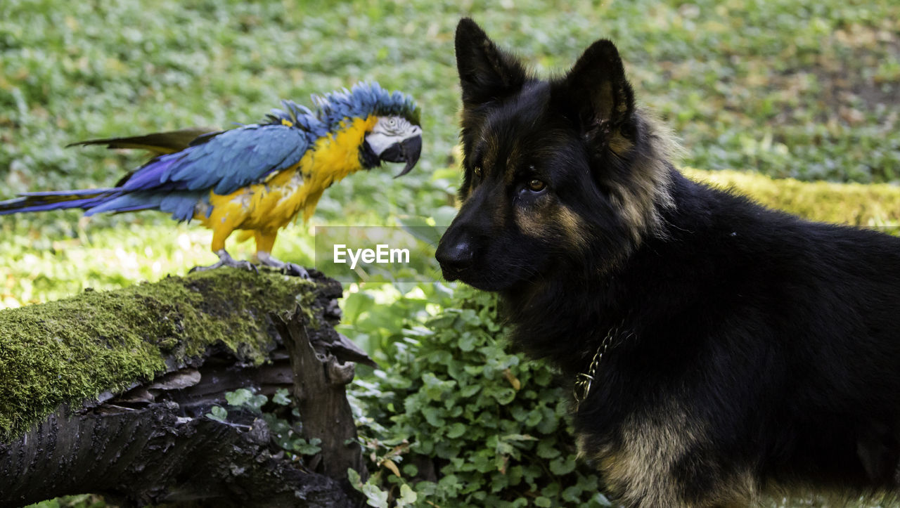Close-up of dog and gold and blue macaw outdoors