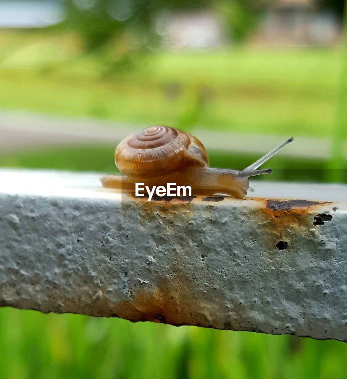 Close-up of snail on railing