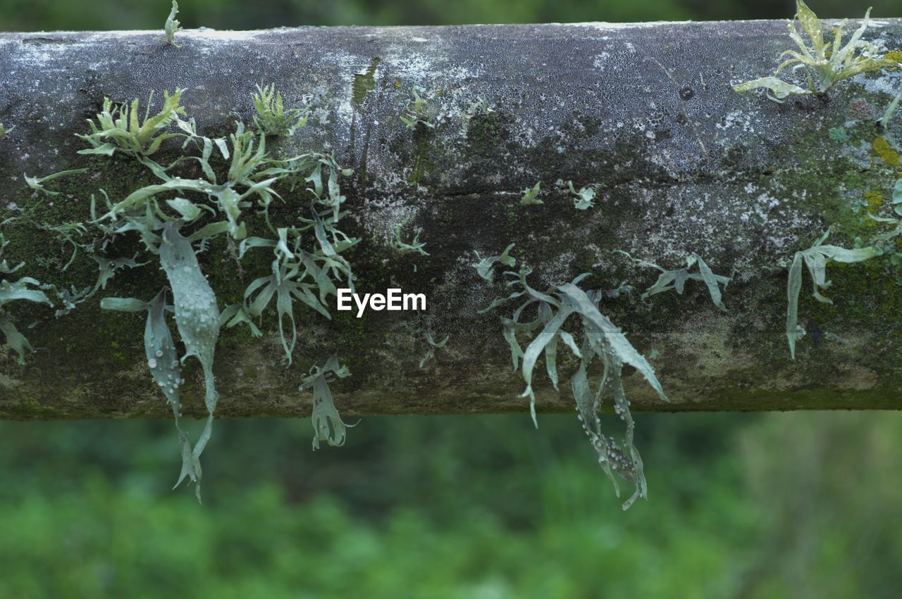 CLOSE-UP OF PLANTS