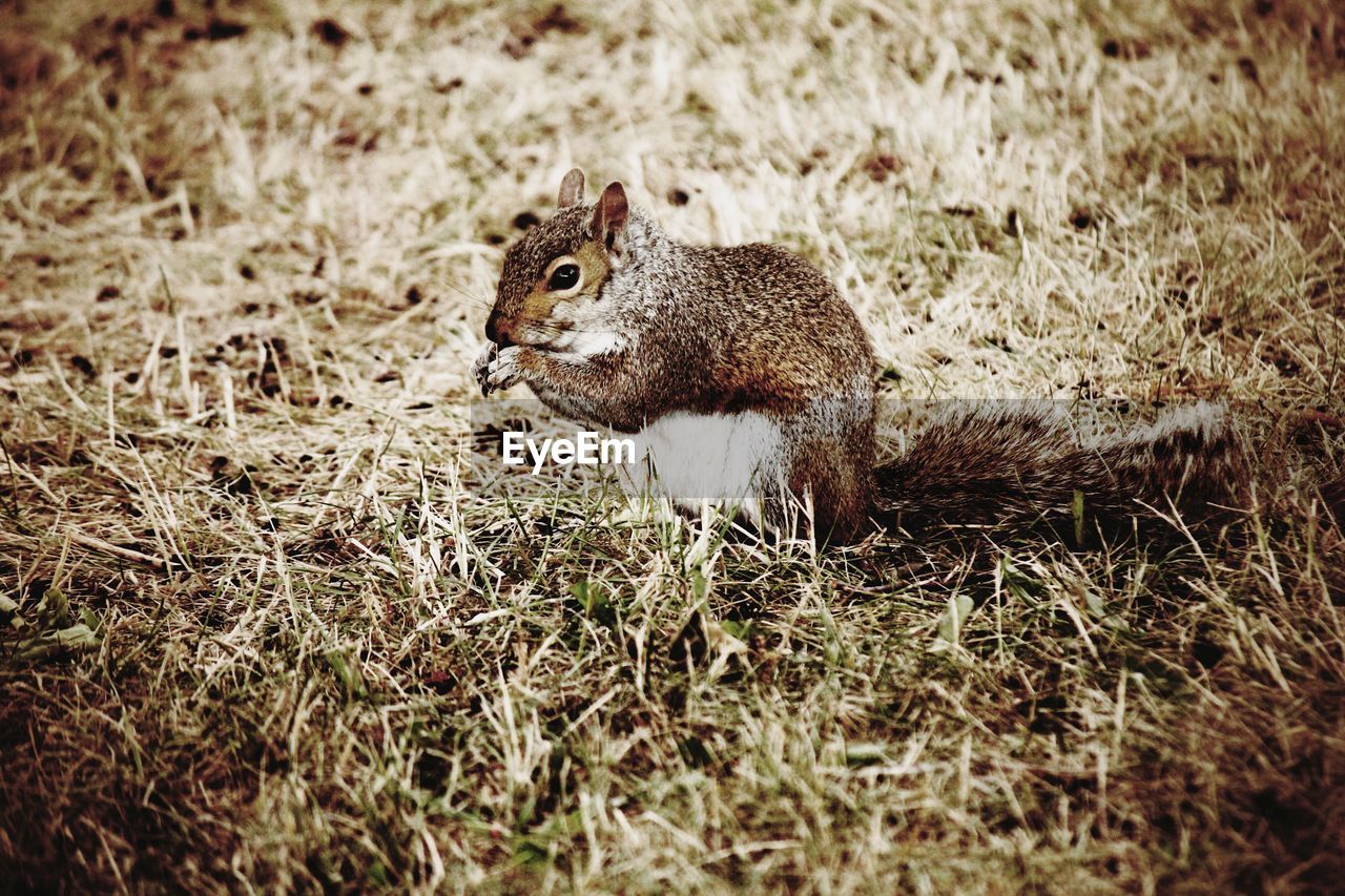 VIEW OF SQUIRREL ON FIELD