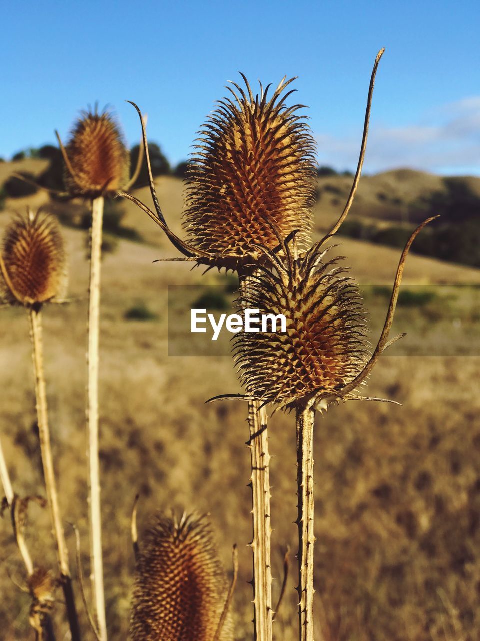 CLOSE-UP OF THISTLE AGAINST SKY
