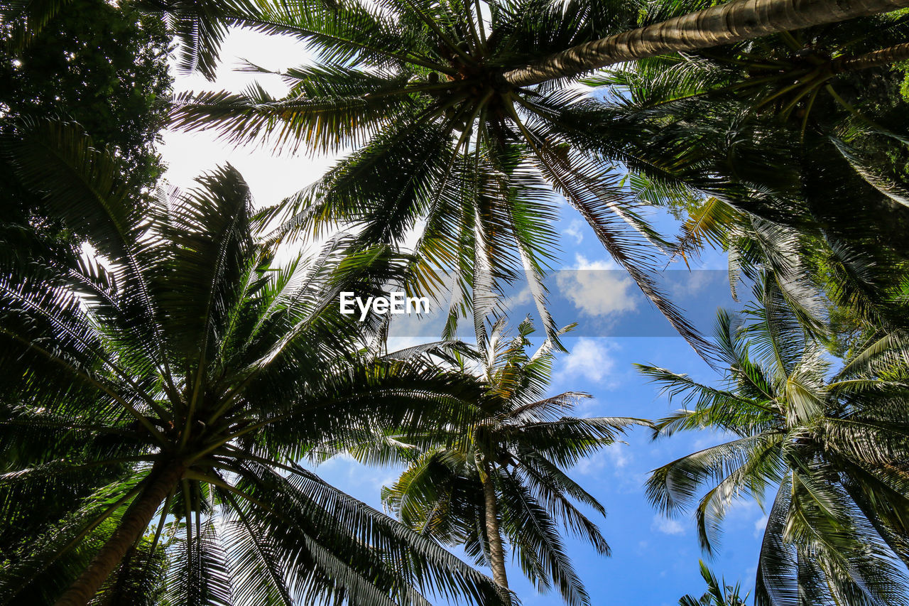 Low angle view of coconut palm trees against sky