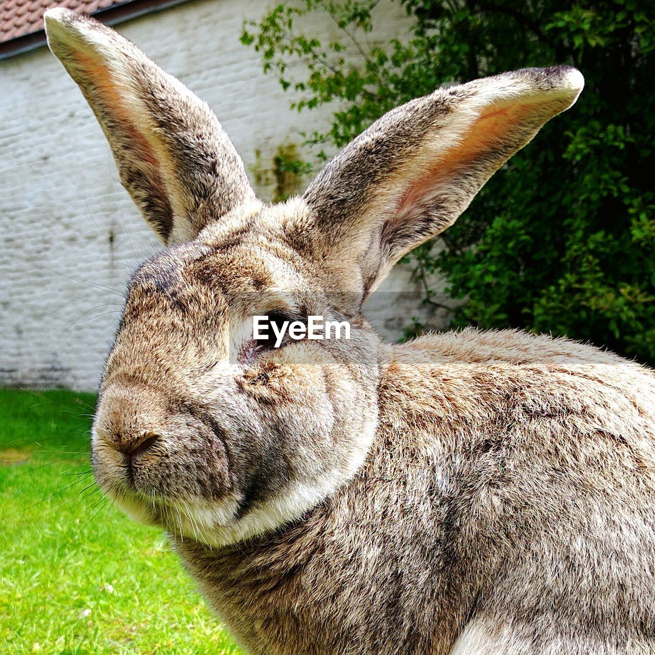 Close-up portrait of rabbit