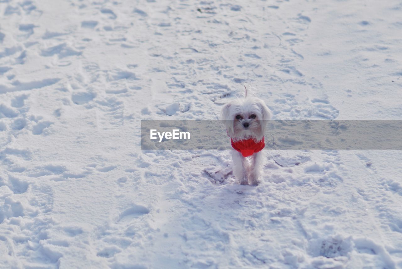 PORTRAIT OF A DOG ON SNOW