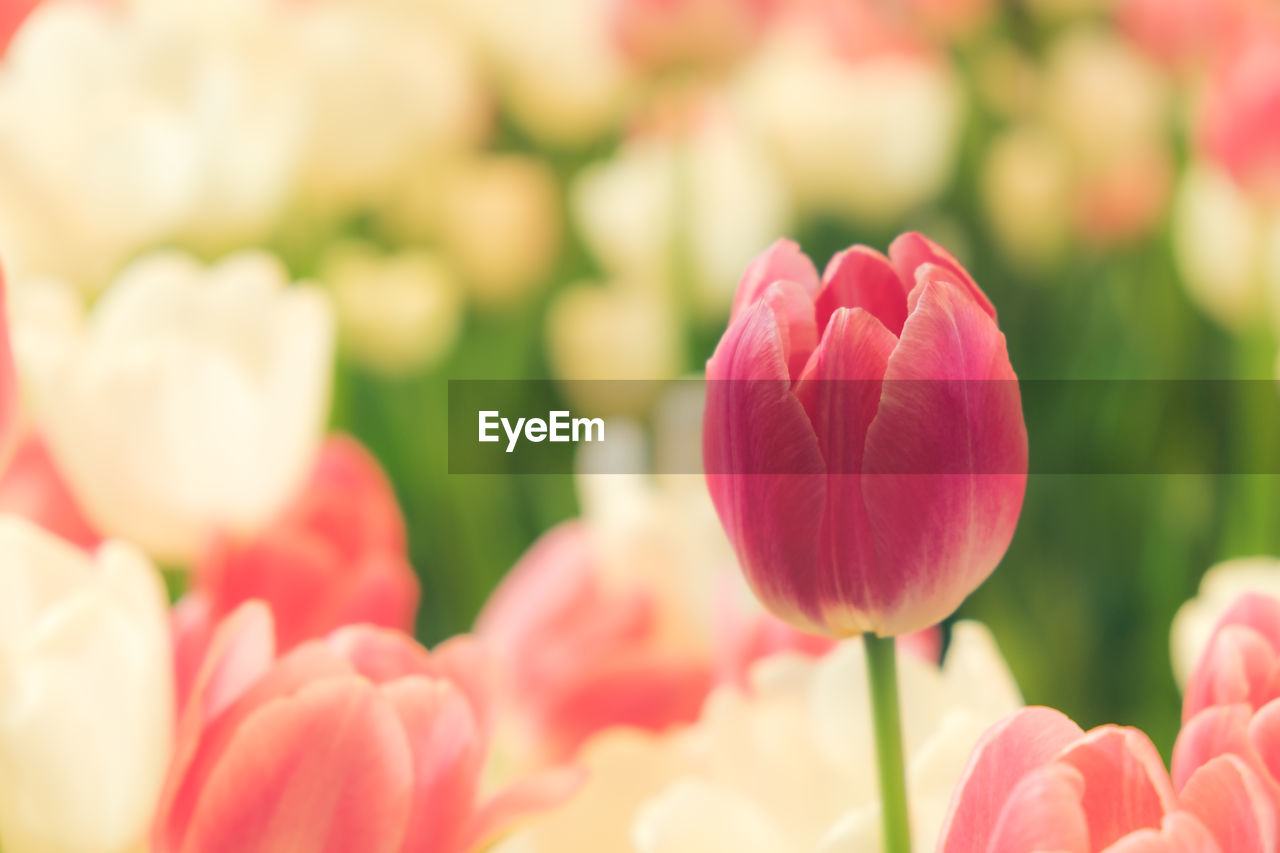 Close-up of pink tulips on field