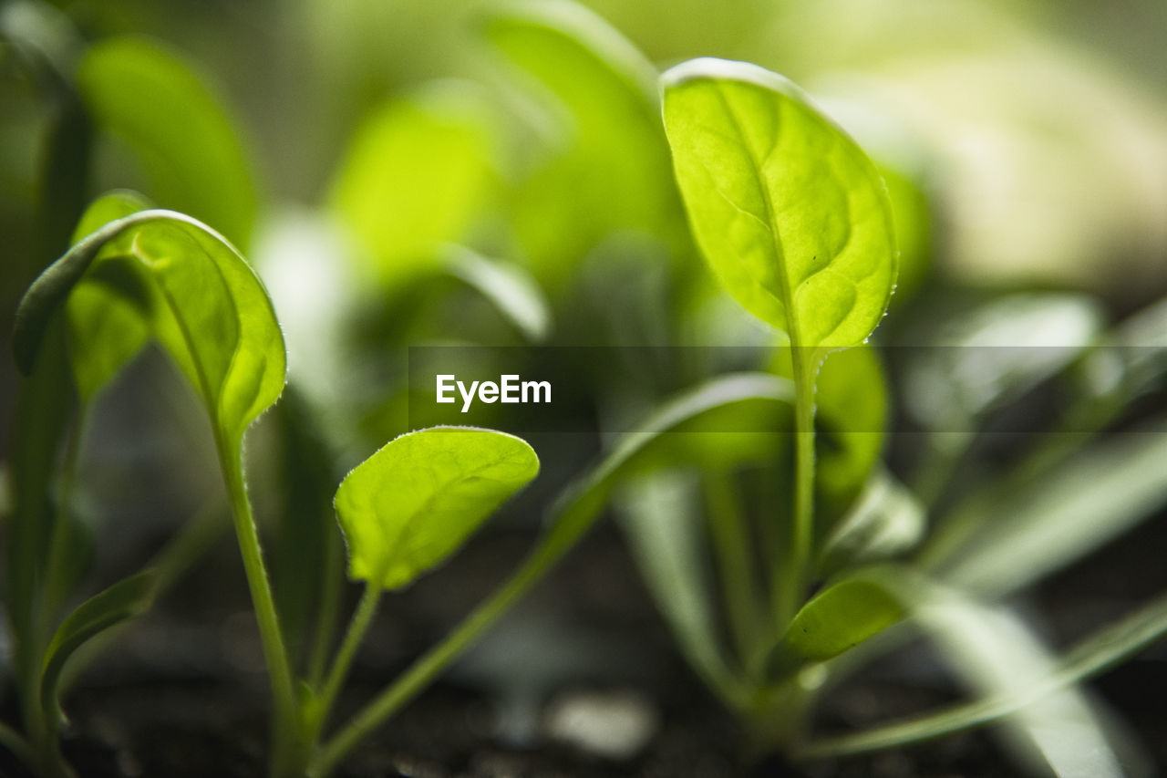 Spinach seedlings getting ready to go in the home garden