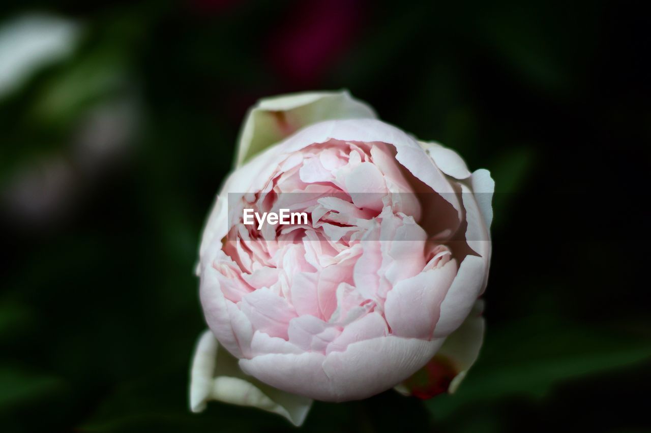 Close-up of pink rose