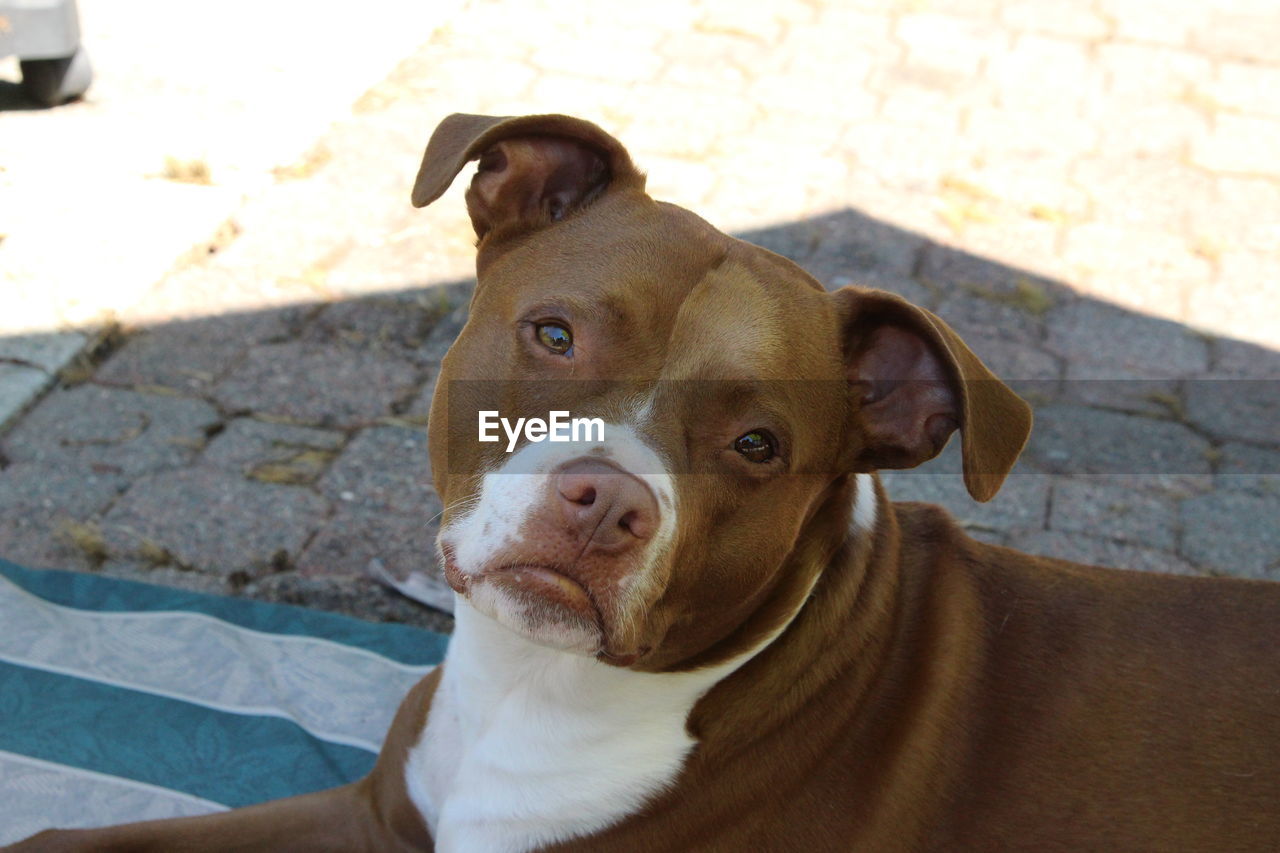 dog, pet, animal themes, animal, mammal, one animal, domestic animals, canine, terrier, pit bull, portrait, looking at camera, day, sunlight, american staffordshire terrier, carnivore, high angle view, no people, focus on foreground, looking, pit bull terrier