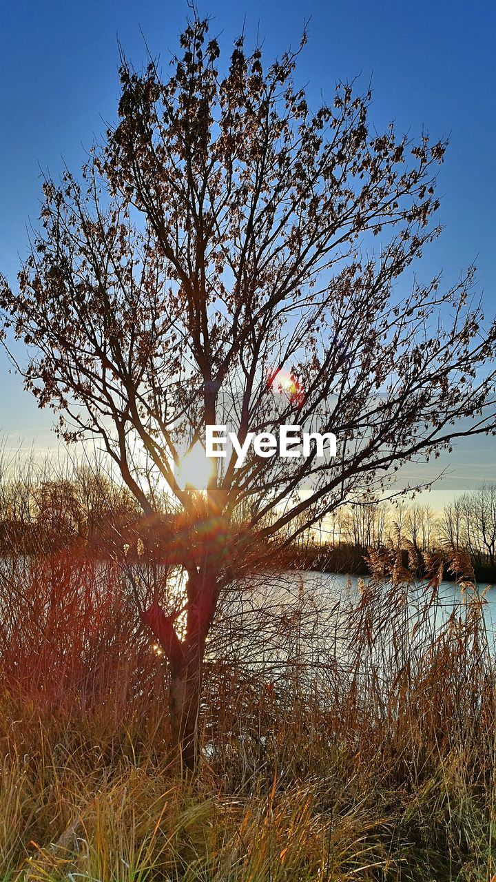 LOW ANGLE VIEW OF SILHOUETTE TREES AGAINST SKY