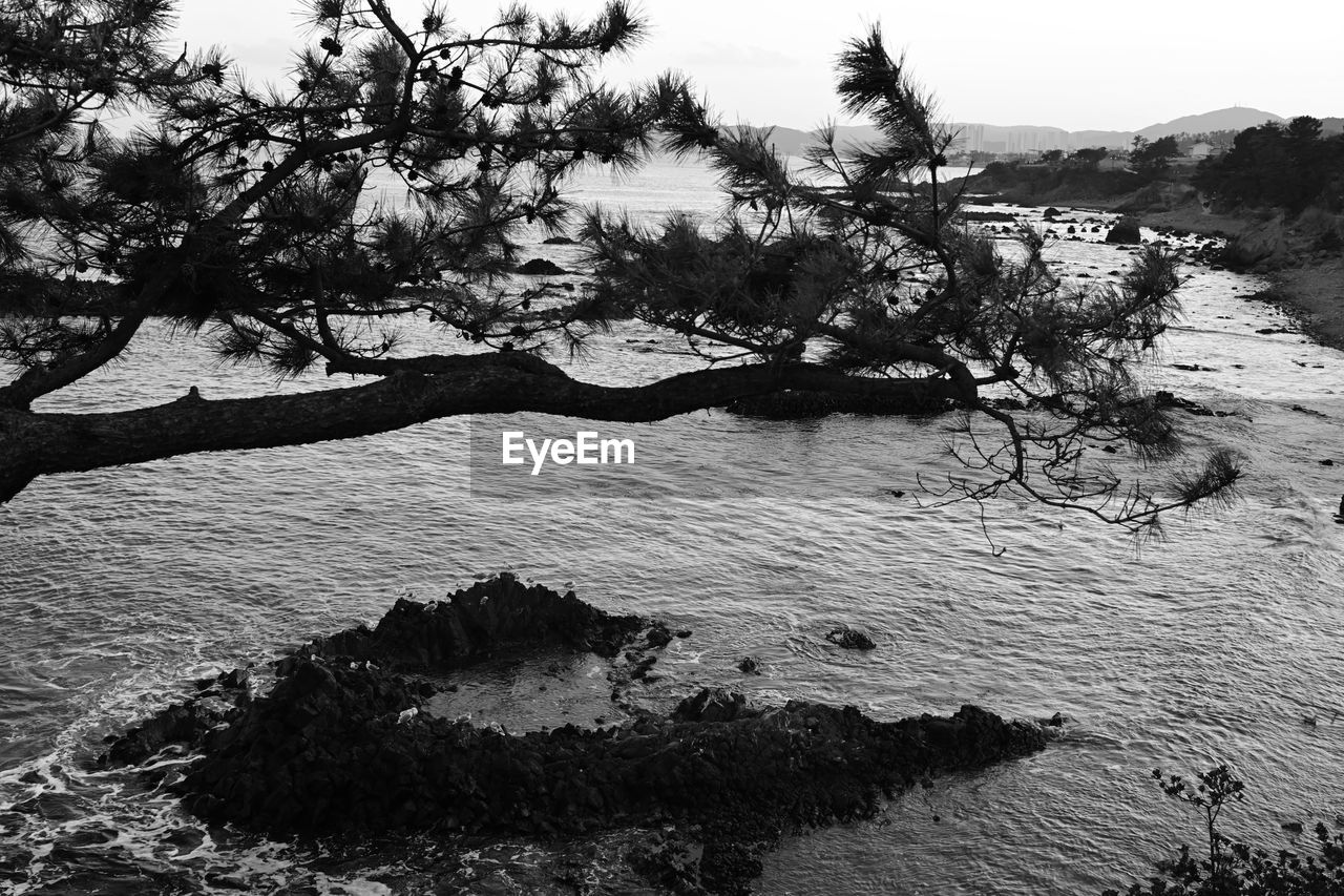 HIGH ANGLE VIEW OF TREES GROWING ON BEACH