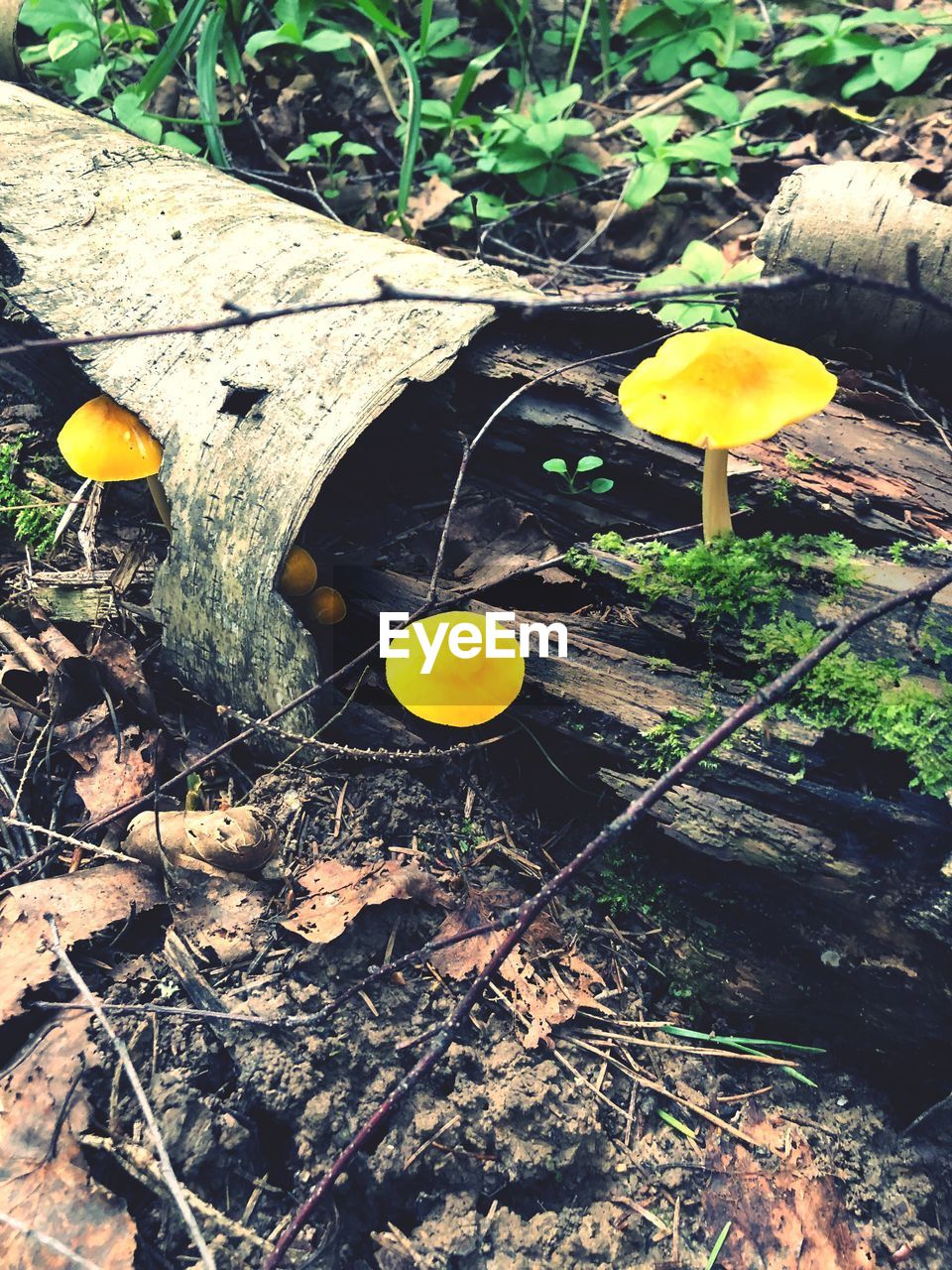 HIGH ANGLE VIEW OF YELLOW MUSHROOMS GROWING ON FIELD