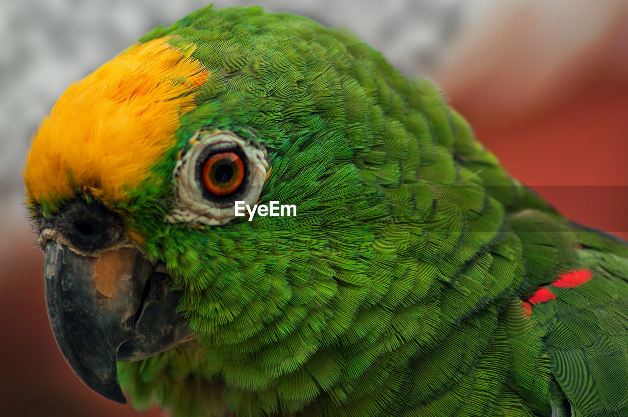 Close-up of yellow-crowned amazon bird