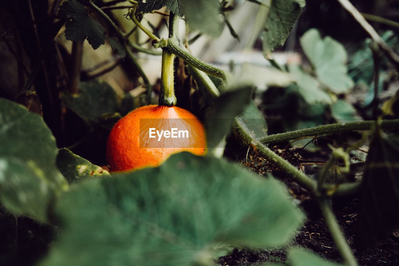 Close-up of pumpkin  growing on field