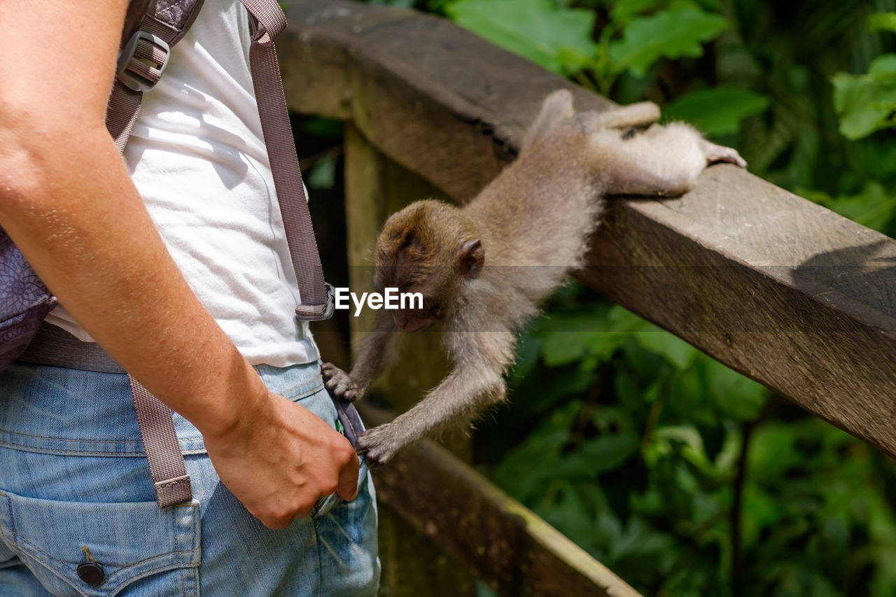 Baby monkey playing with woman jeans outdoors