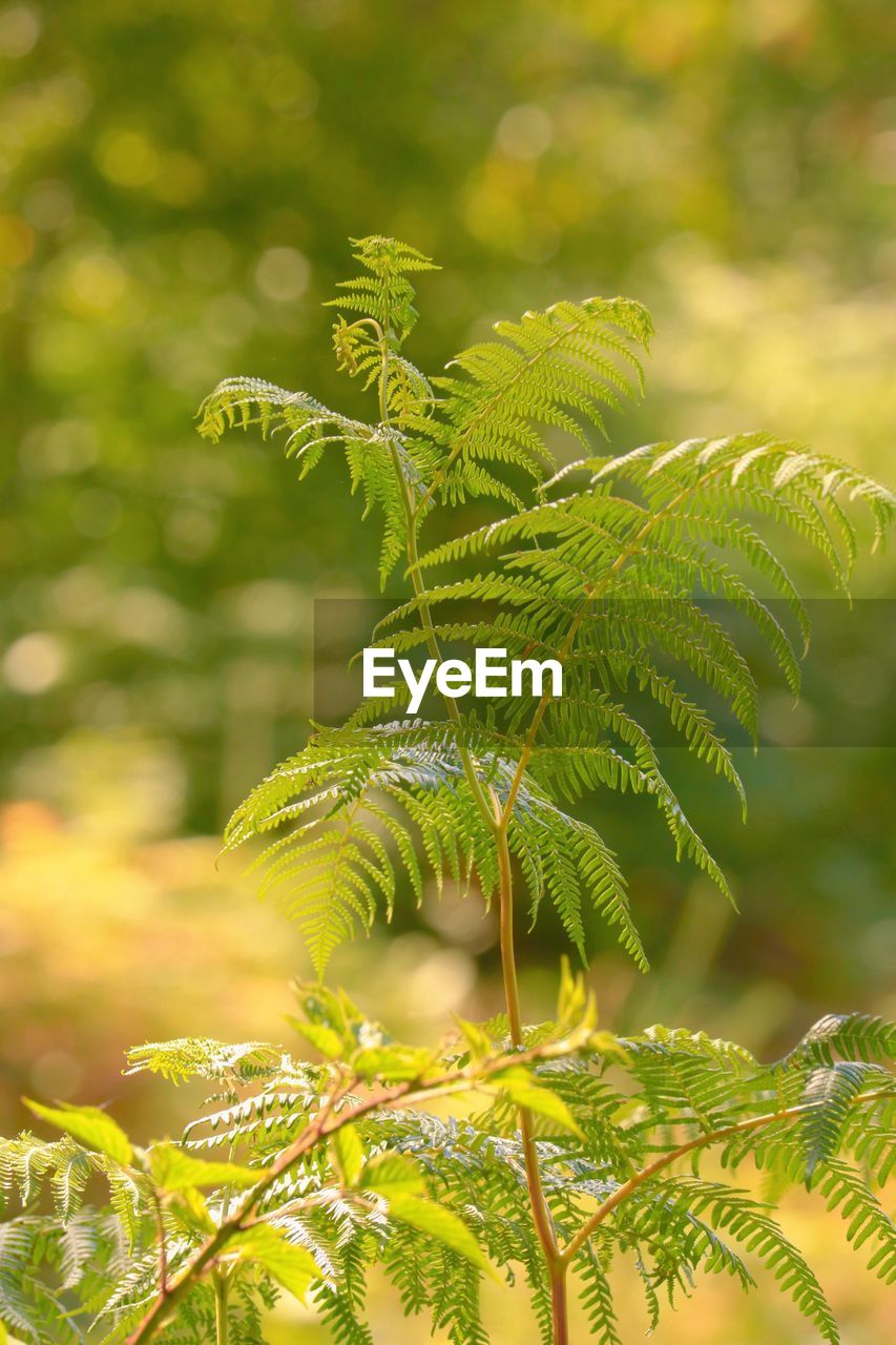 plant, leaf, green, tree, plant part, nature, branch, beauty in nature, ferns and horsetails, growth, no people, flower, outdoors, environment, sunlight, close-up, day, fern, focus on foreground, land, forest, tropical climate, tranquility, lush foliage, vegetation, foliage