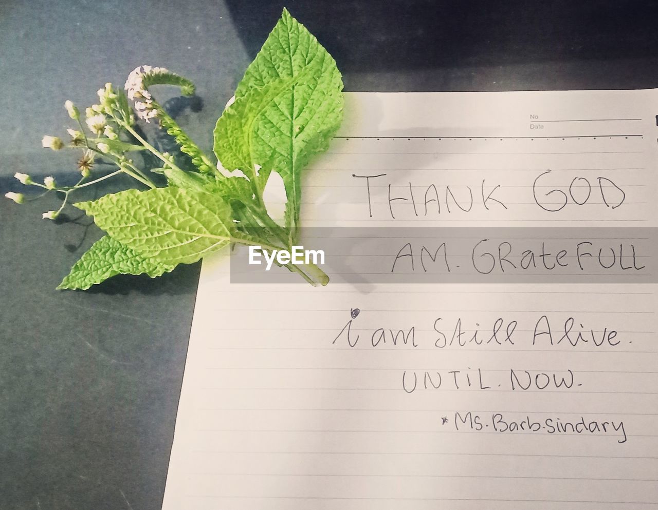 leaf, text, food and drink, food, plant, herb, indoors, book, plant part, wellbeing, no people, healthy eating, green, freshness, nature, western script, studio shot, still life, flower, vegetable, high angle view, close-up