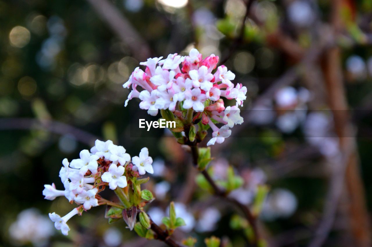 Close-up of white flowering plant