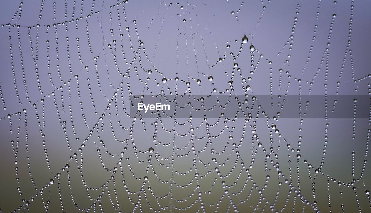 Full frame shot of wet spider web