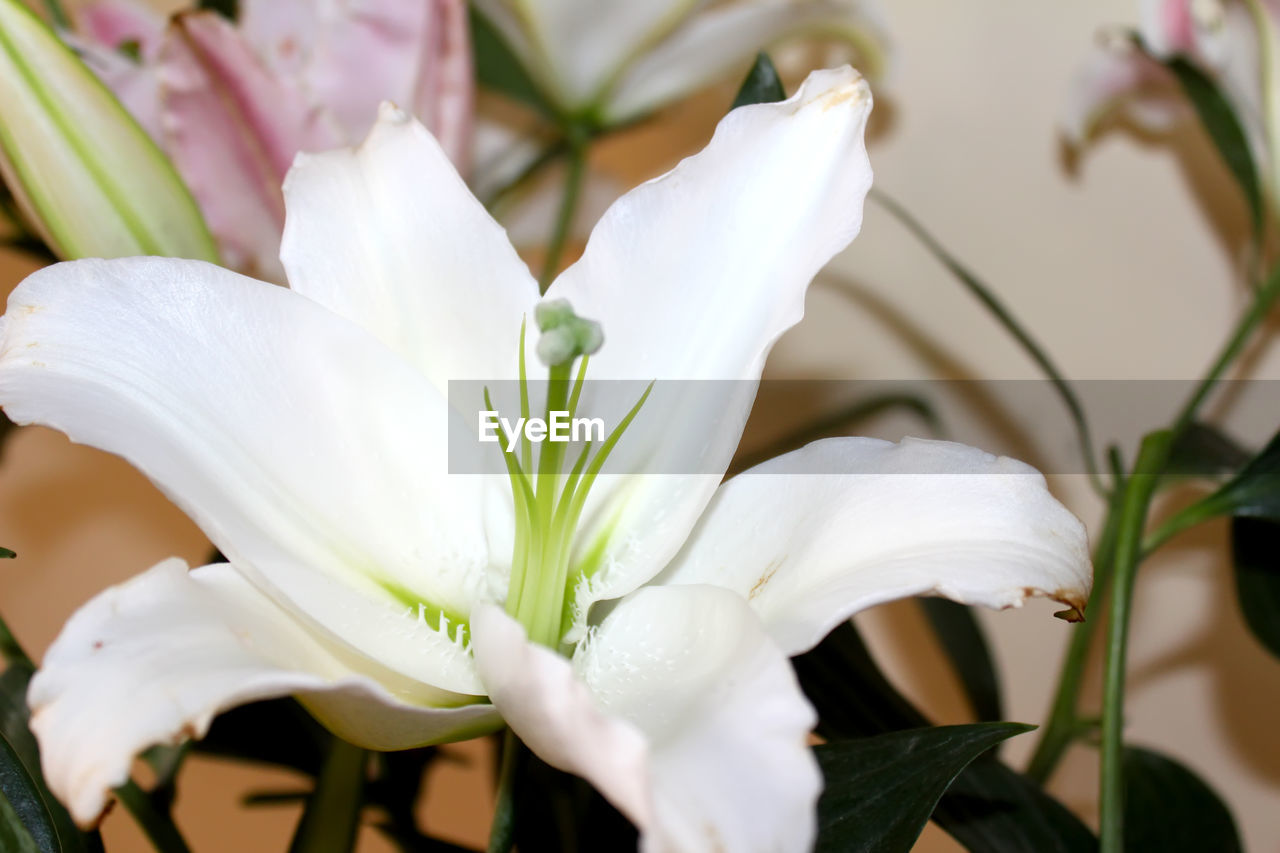 Close-up of white flower blooming outdoors