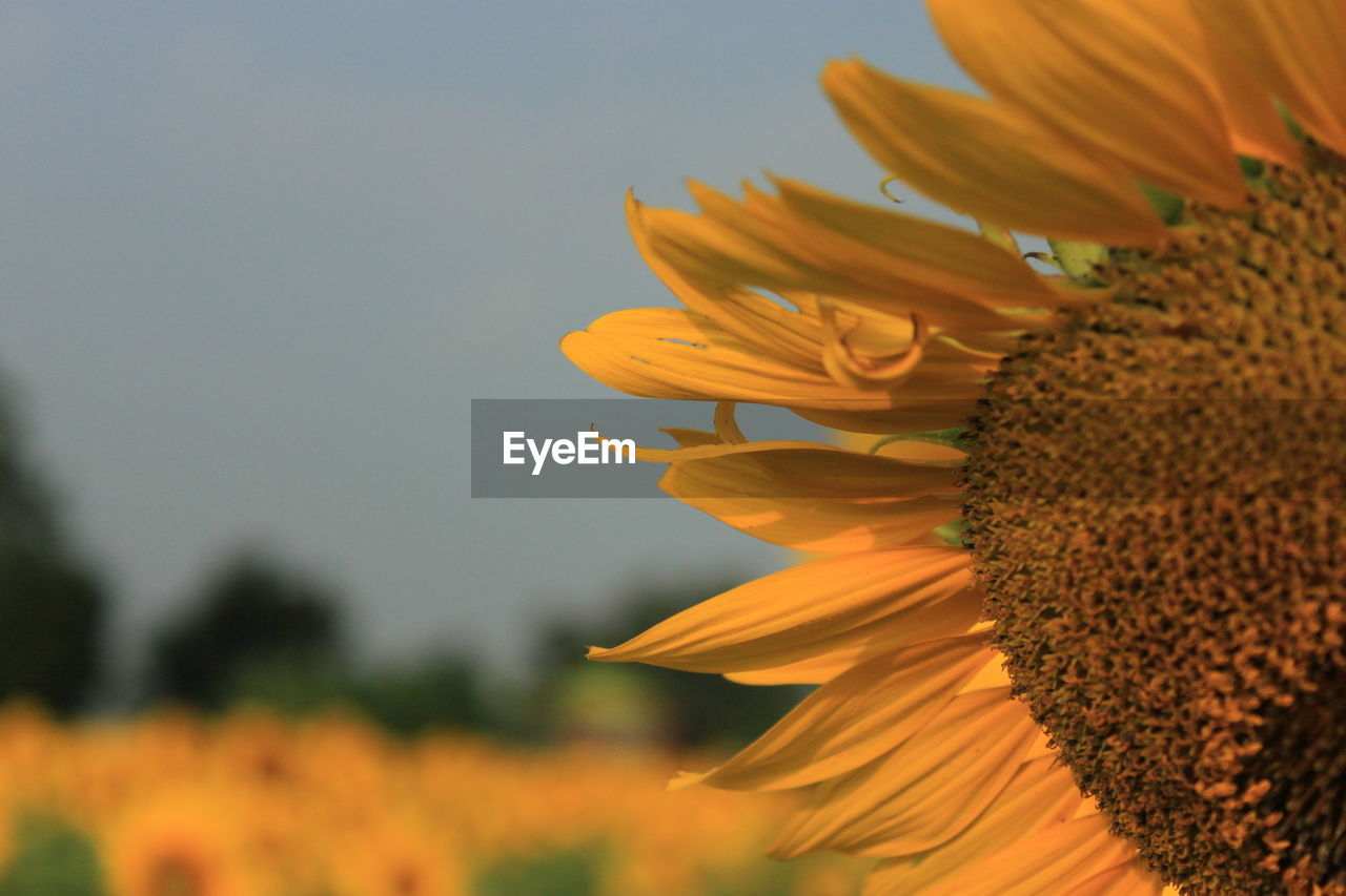CLOSE-UP OF SUNFLOWER AGAINST ORANGE SKY