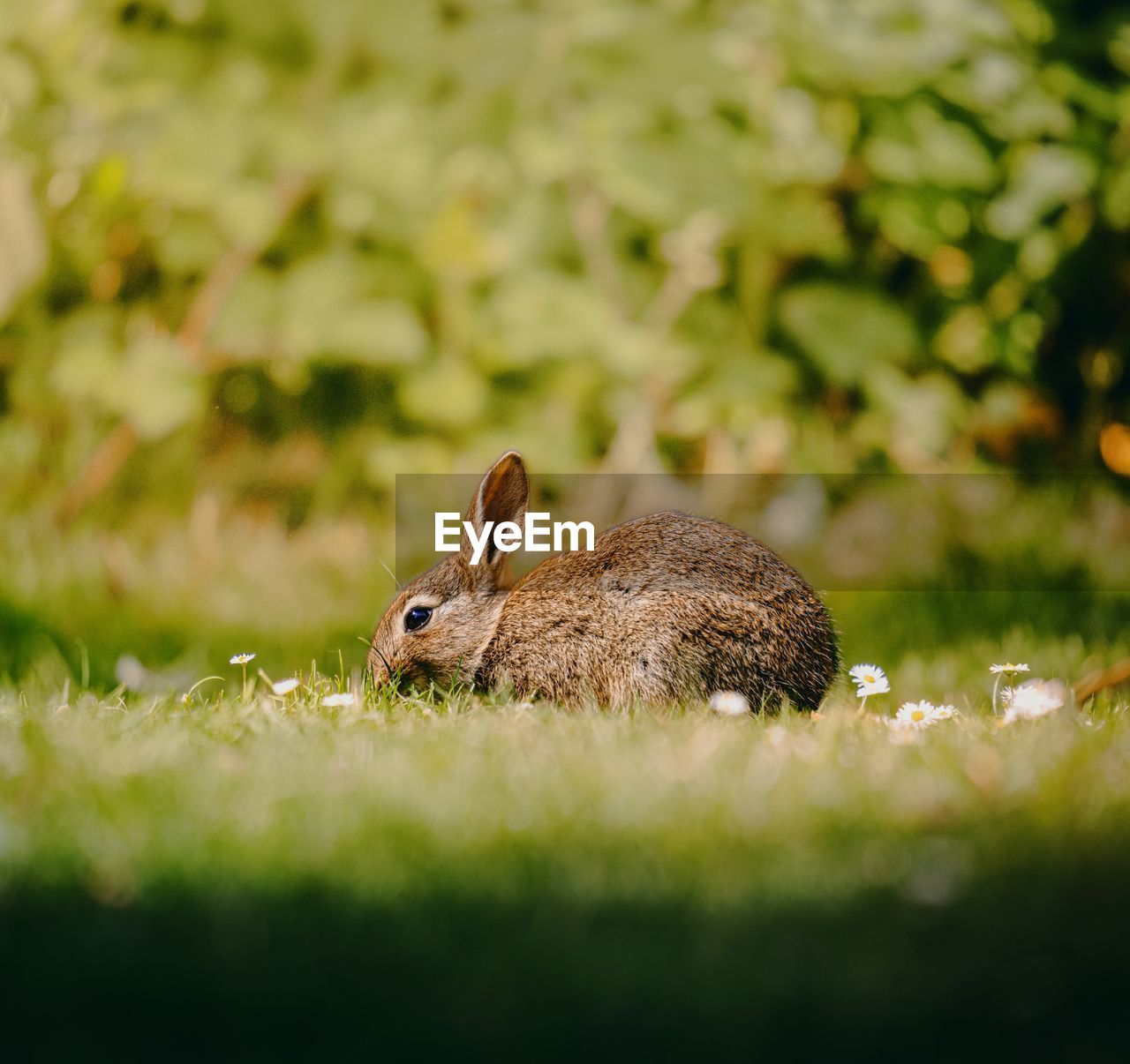 animal, animal themes, animal wildlife, nature, one animal, mammal, wildlife, grass, selective focus, no people, rabbits and hares, plant, rodent, pet, rabbit, outdoors, hare, eating, land, close-up, day, side view, field, domestic rabbit, portrait