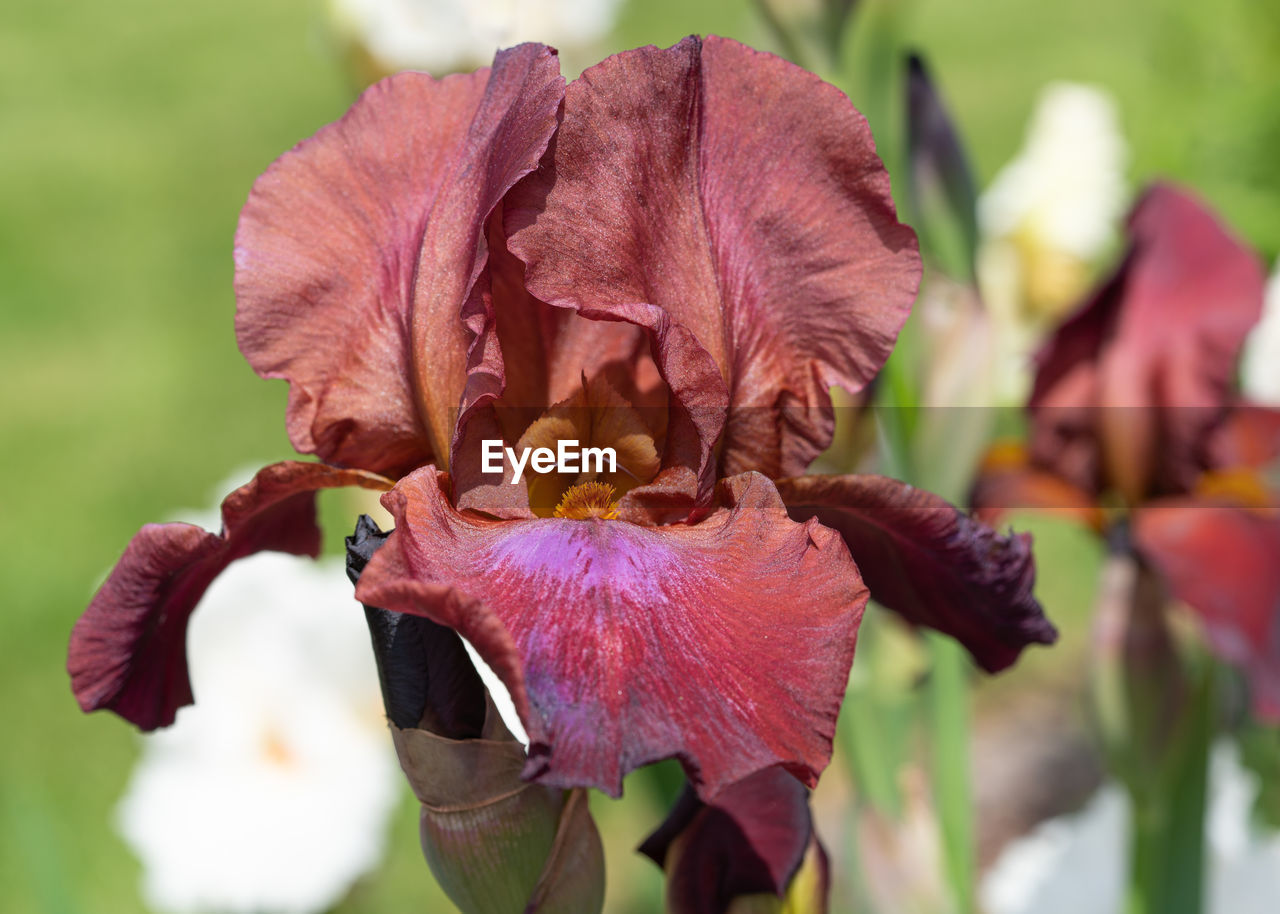 CLOSE-UP OF WILTED FLOWER IN PLANT