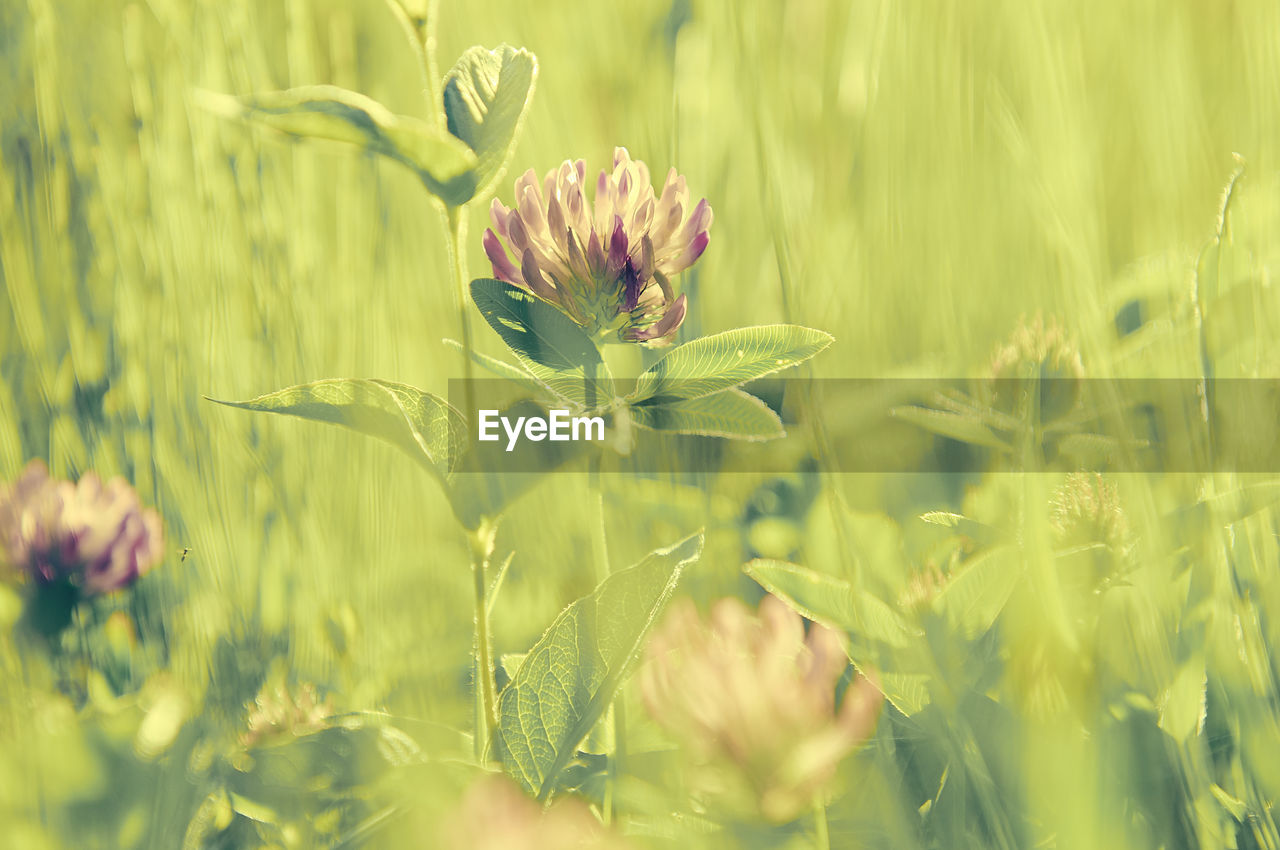 Close-up of flower blooming in field