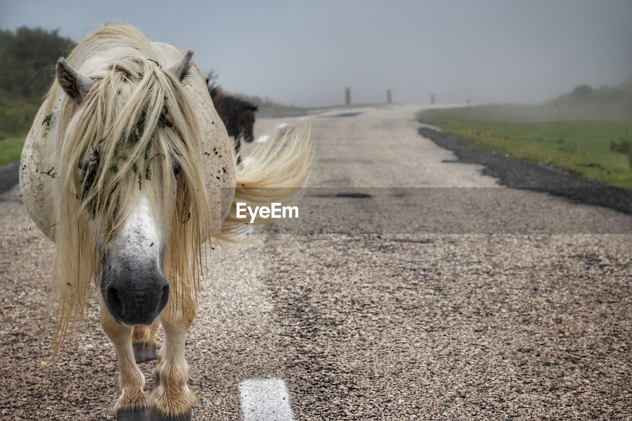 Close-up of horse against sky