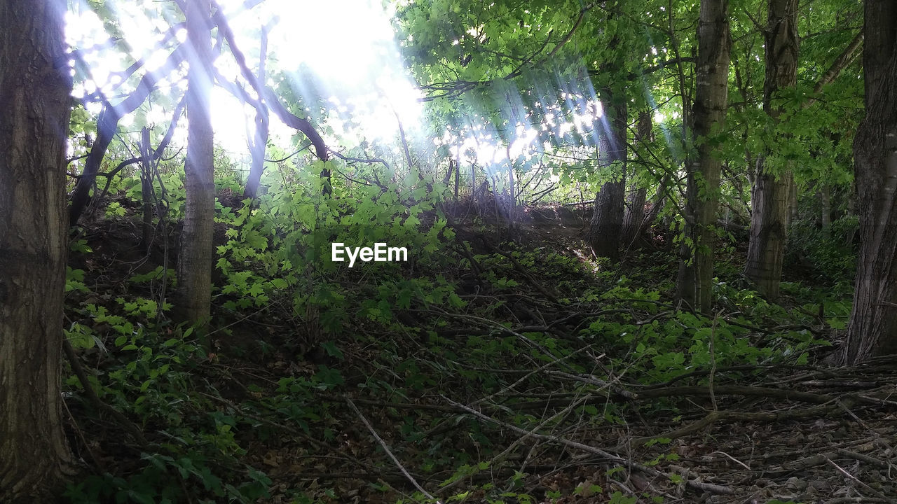 VIEW OF TREES IN FOREST