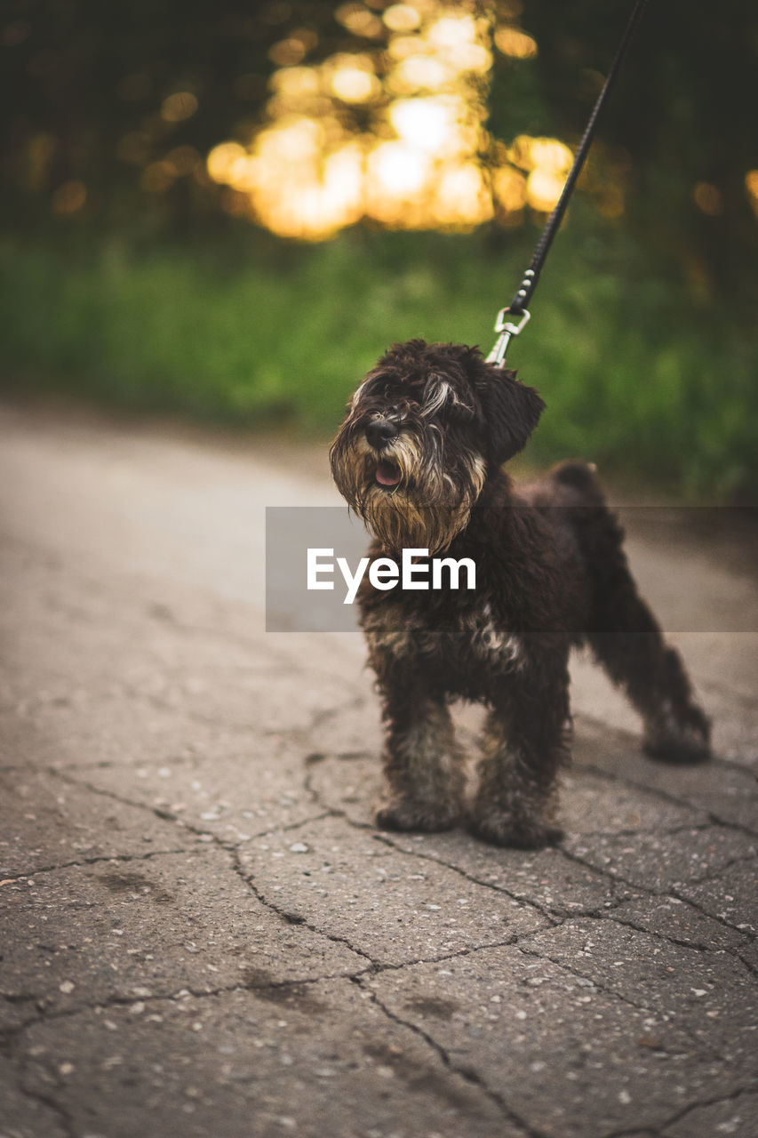 Black dog of breed schnauzer in the park