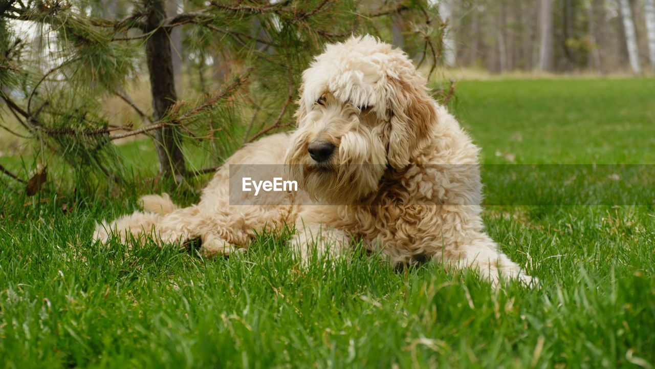 DOG LYING ON GRASS