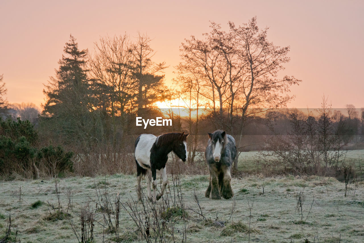 Two horses in a frosty field at sunrise