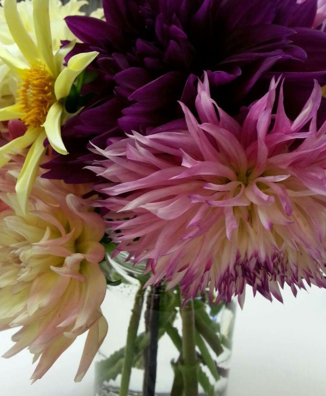 CLOSE-UP OF PINK FLOWERS BLOOMING