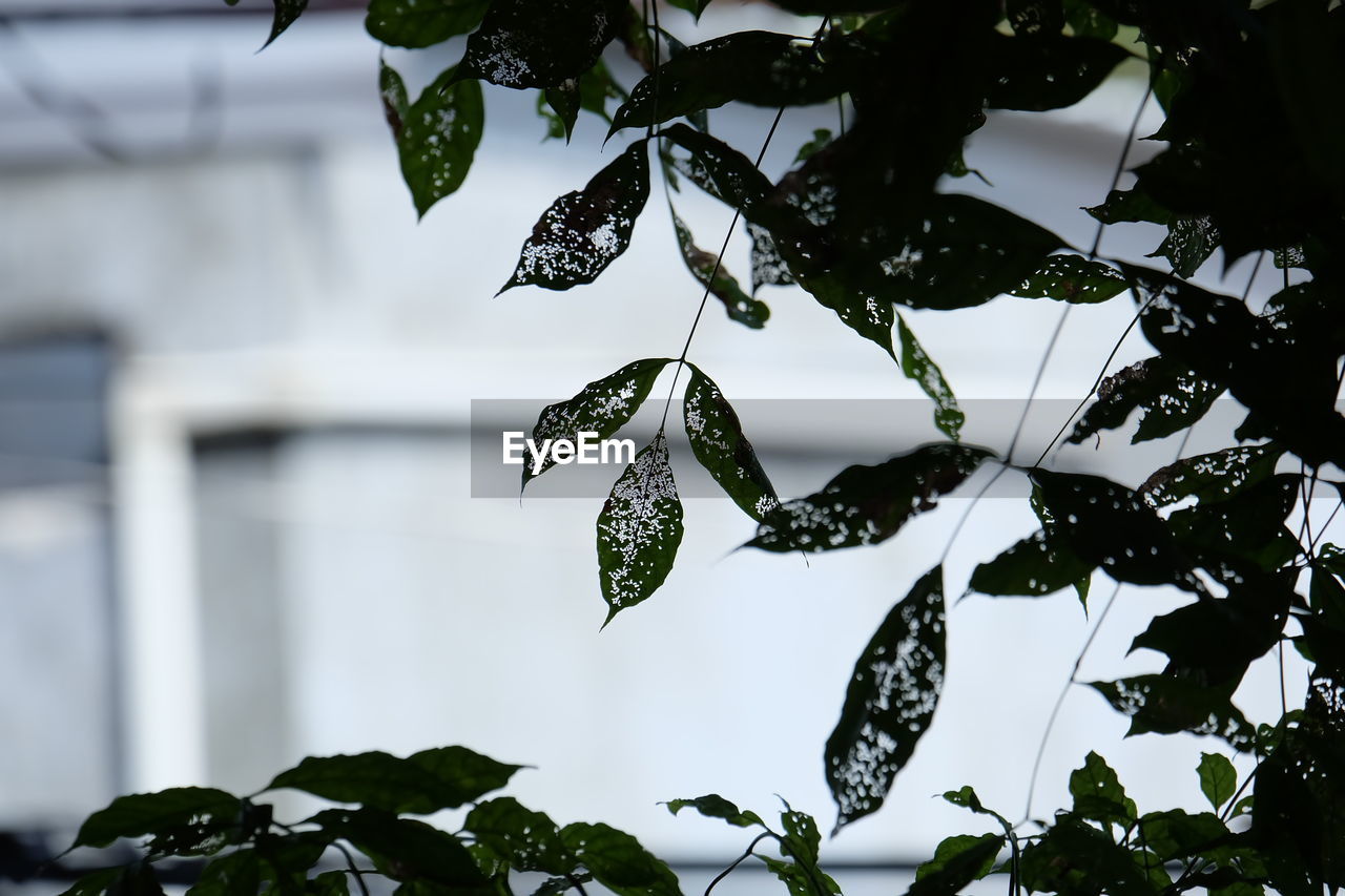 CLOSE-UP OF LEAVES AGAINST TREES