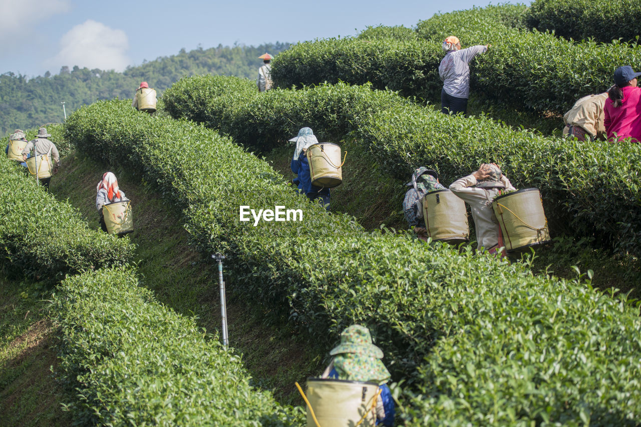 High angle view of people harvesting tea