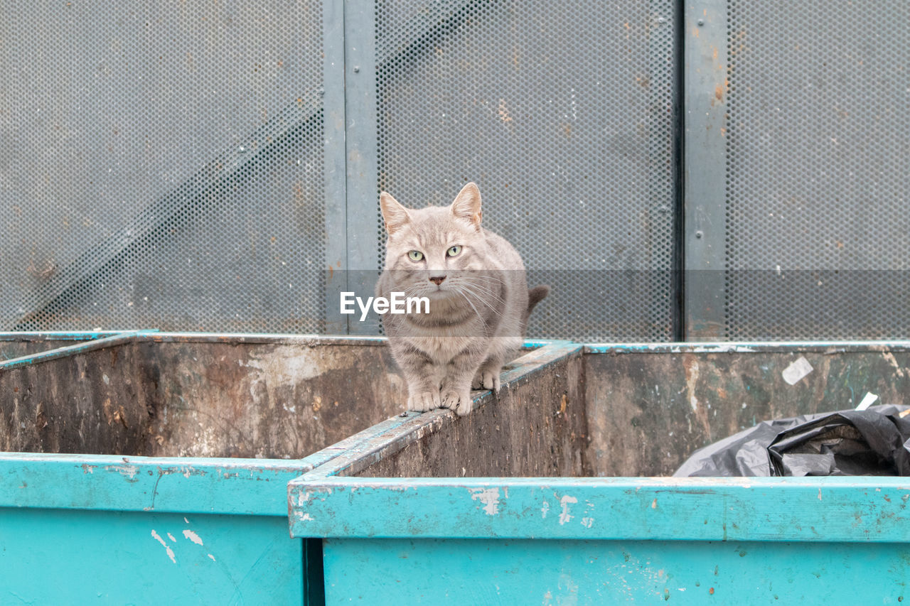 PORTRAIT OF CAT SITTING ON METAL GRATE