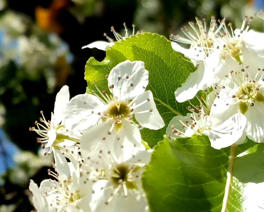 CLOSE-UP OF WHITE FLOWERS BLOOMING OUTDOORS