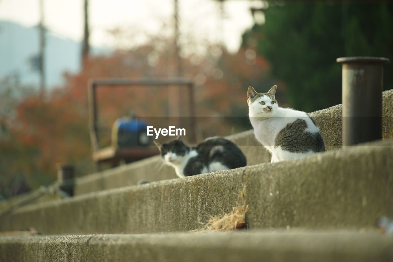 Cats living in okishima island at autumn leaves season