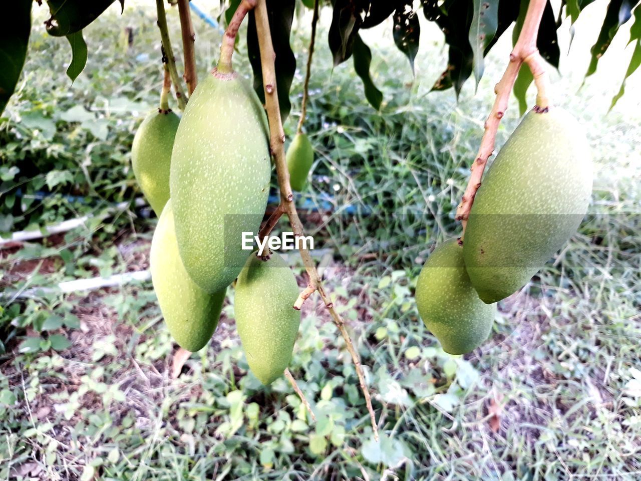 CLOSE-UP OF FRUITS ON GREEN LEAVES