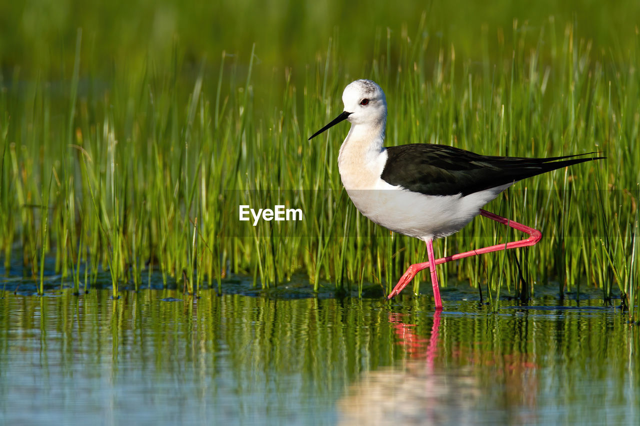 BIRD ON LAKE