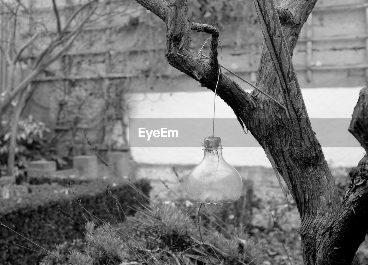 CLOSE-UP OF TREE TRUNK HANGING BY WALL