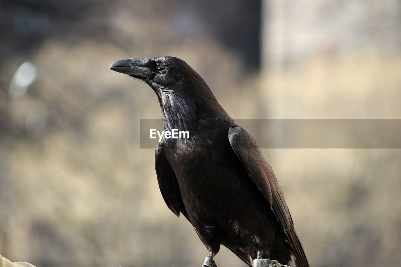 CLOSE-UP OF BIRD PERCHING ON A BLURRED BACKGROUND