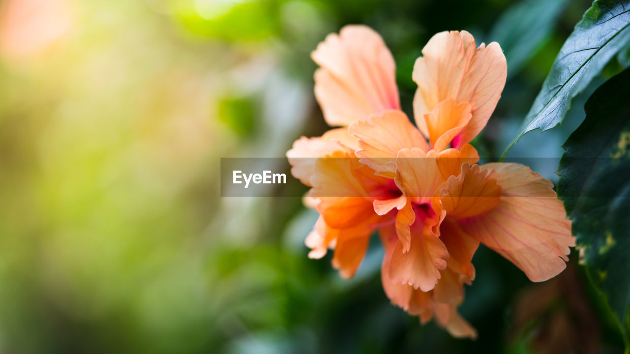 Close-up of orange flowers along the road and evening sunset bokeh.