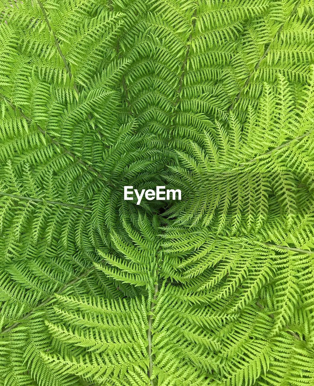 Full frame shot of tree fern leaves