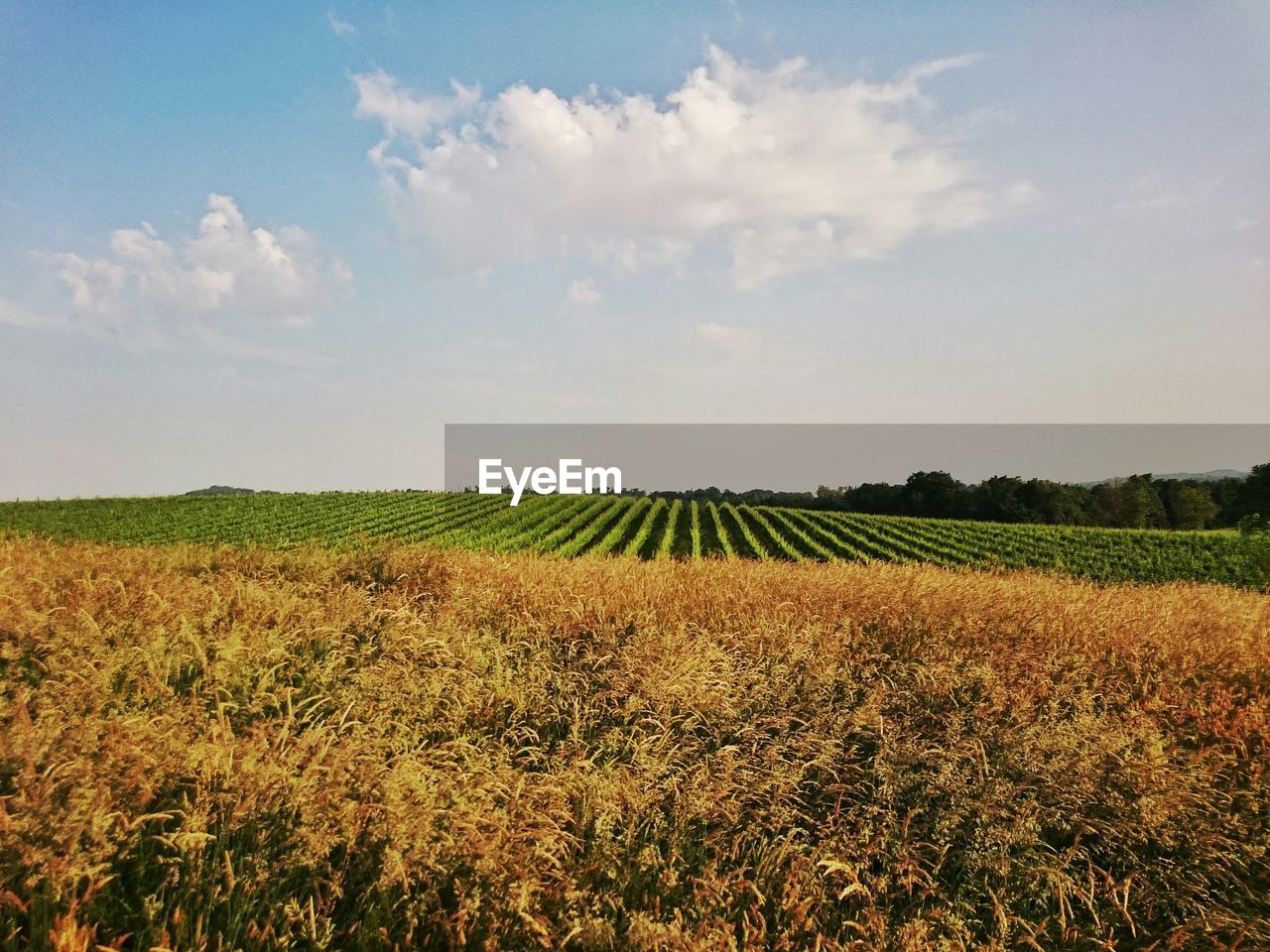 Scenic view of vineyard against sky