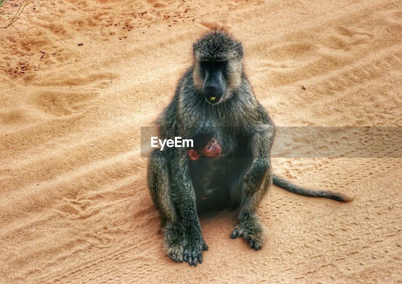 Full length of monkey with infant on sand