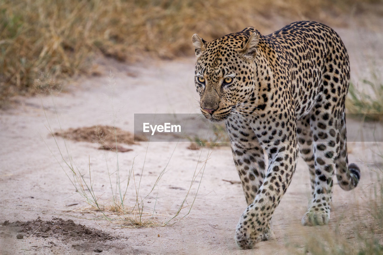 Cheetah walking on field