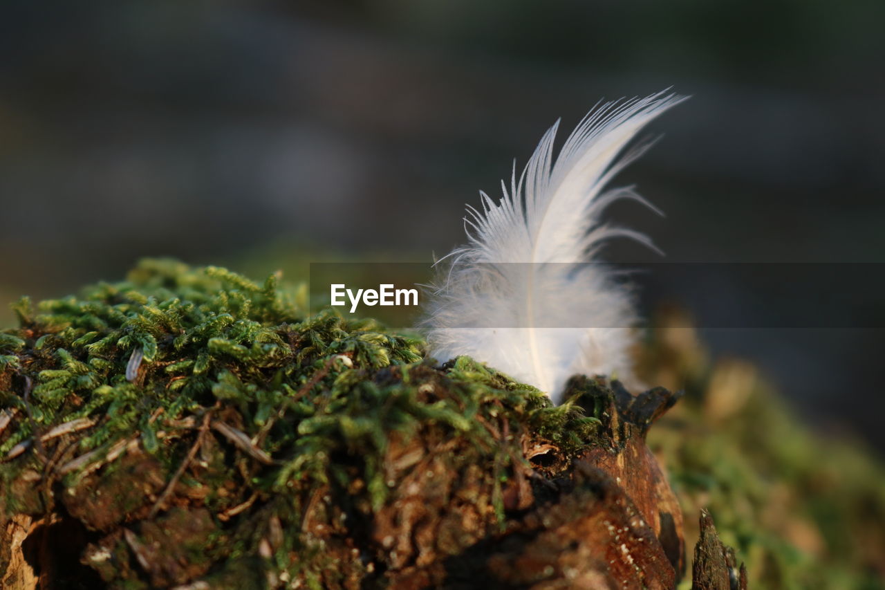 CLOSE-UP OF FEATHER AGAINST WHITE BACKGROUND